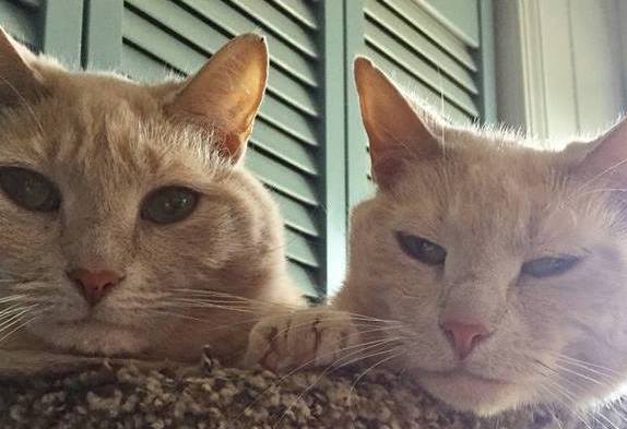 cat image