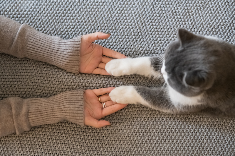 hands and cat's paws